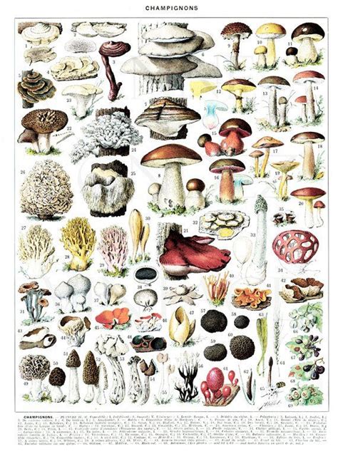 Mushrooms Print 1936 Vintage Mushroom Chart Vintage Kitchen Decor