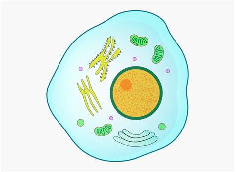 Free Animal Cell Cliparts Download Free Animal Cell Cliparts Png