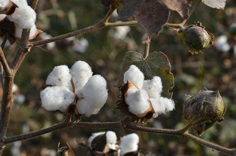 Free Stock Photo Of Cotton Cotton Flower
