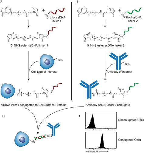 a novel antibody cell conjugation method to enhance and characterize cytokine induced killer