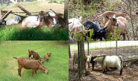 Choosing The Right Goats For Your Homestead • Lovely Greens