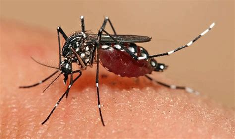 Alaska Mosquito Aedes Species Peepsburghcom