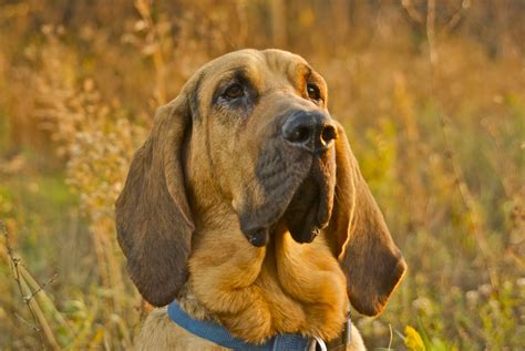 Bloodhounds Wallpapers Pets Cute And Docile