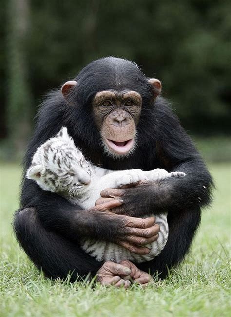 Unusual When Different Animal Species Bond With Each Other