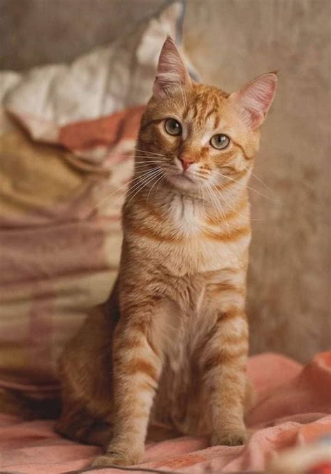 Orange Cat Breeds With Pictures Pets Lovers