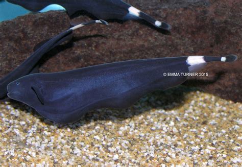 Black Ghost Knifefish Apteronotus Albifrons
