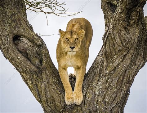 Lion Female In Fork Of Tree Stock Image C0484638 Science Photo