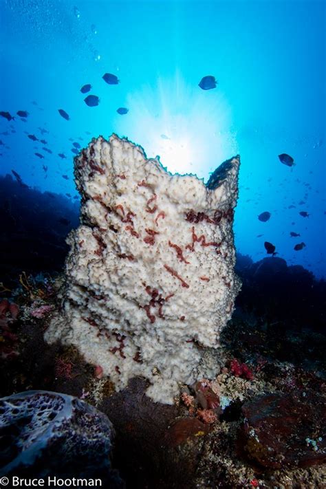 6 Steps To Becoming An Better Underwater Photographer Underseas Scuba