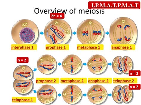 Ppt Meiosis Powerpoint Presentation Free Download Id2084244