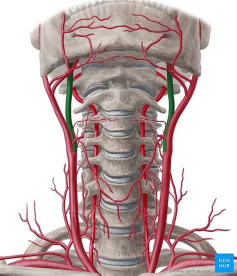 Branches Of Internal Carotid Artery Internal Carotid My Xxx Hot Girl