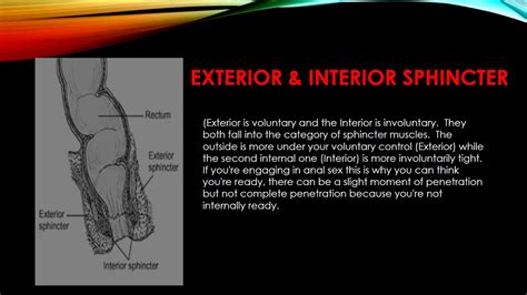 Exterior And Interior Sphincter Sexsexuality Diagrams And Definition