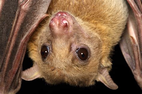 Fruit Bats Can Transform Echoes Into Vision Study Shows The Times Of