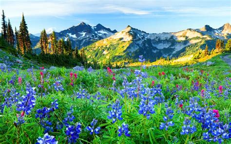 🔥 Download Flowers Mountain Wildflowers Wallpaper By Heatherm38