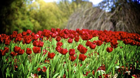 Hình ảnh Thực Vật Cánh đồng Tulip Đỏ Thực Vật Học Vườn Hệ Thực