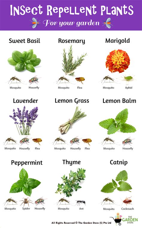 The Best List Of Herbs To Plant Together 2022 Herb Garden Planter