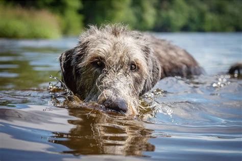 Irish Wolfhound Lifespan And Health Problems An Overview