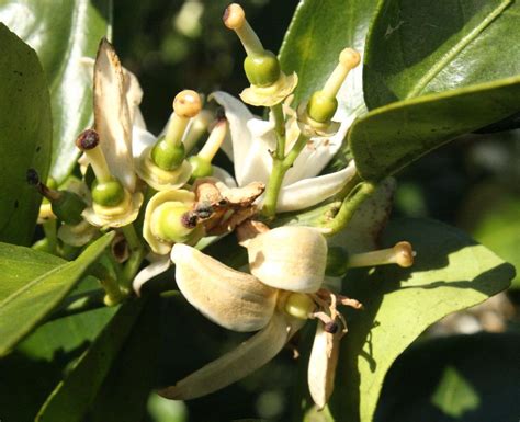 Once it's inside the body, it can then spread throughout the bloodstream and. Fungal Foliar Disease Concerns for 2019 - Citrus Industry ...