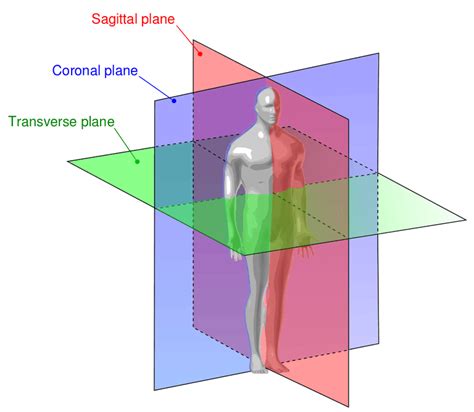 Anatomical Directional Terms And Body Planes