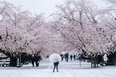 Cherry Blossom And Snow Collaboration After Heavy Snow In Tokyo Pics
