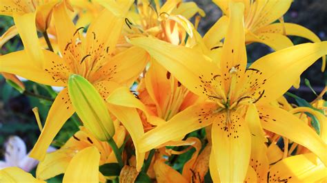 Lilies Flowers Yellow Flowers Wallpapers Hd Desktop And Mobile