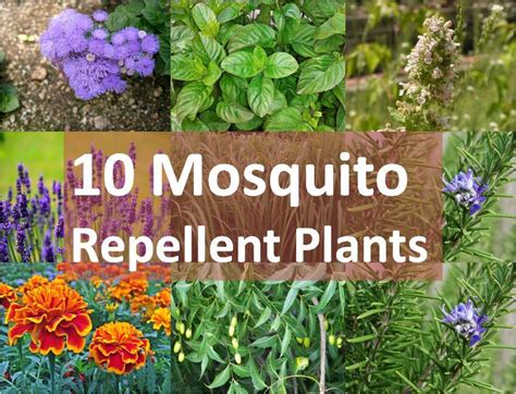 10 Mosquito Repellent Plants — Kitchen Home Gardener