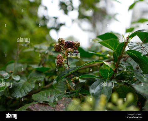 Elm Leaved Bramble Rubus Ulmifolius Hi Res Stock Photography And Images