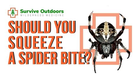Should You Squeeze The Pus Out Of A Spider Bite Youtube