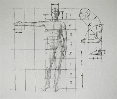 Proportion Of The Human Body Video Lesson By Drawing Academy Drawing Academy