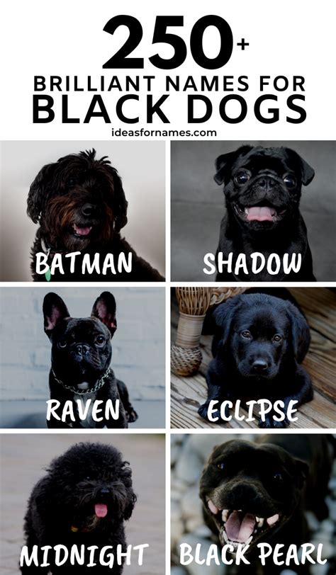 250 Best Black Dog Names That Are Just Plain Brilliant