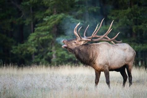 Different Types Of Elk Naturenibble