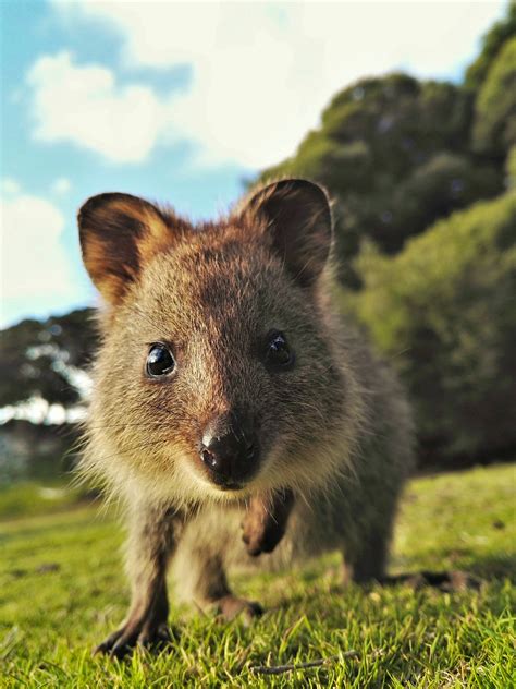 Awww! 20 of the world's cutest animals - Lonely Planet