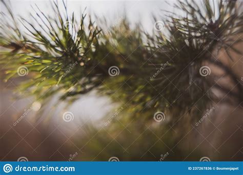 Soft Focused Young Pine Buds Pinus Sylvestris Pinus Nigra Branches