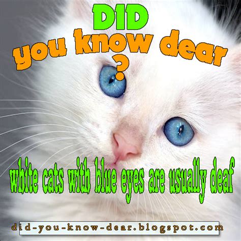 Maybe you would like to learn more about one of these? white cats with blue eyes are usually deaf | Did you know