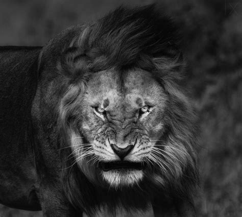 Angry Lion Face Wallpapers Wallpaper Cave