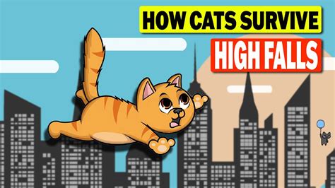 How Do Cats Survive High Falls Youtube
