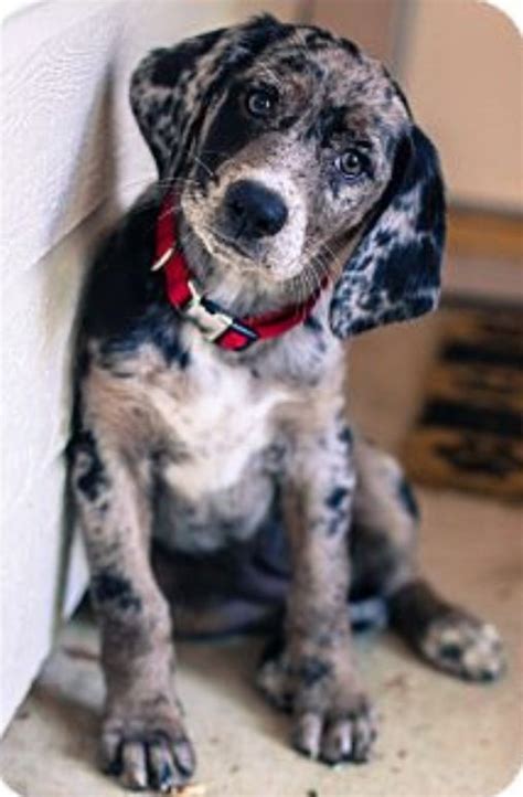Bluetick Coonhound Lab Mix Pups Big And Small Pinterest