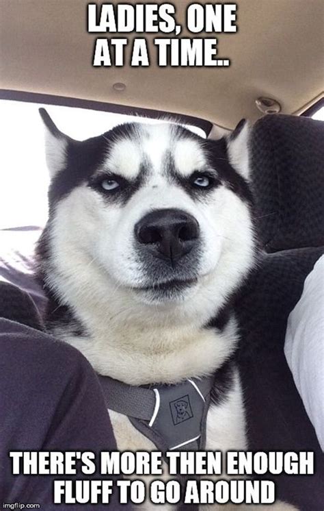 40 Pictures Of Cute And Funny Husky Facial Expressions