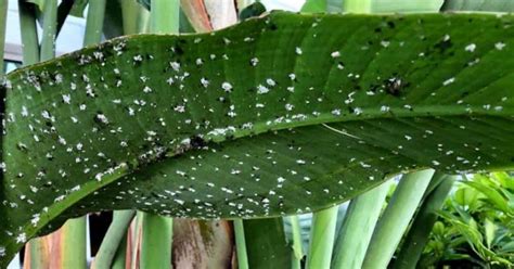 The Ultimate Guide To Naturally Get Rid Of Mealybugs Greenkosh