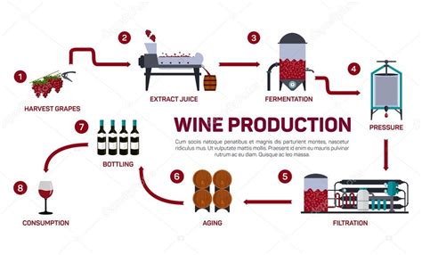 Ilustración Vectorial De La Elaboración Del Vino Cómo Se Elabora El