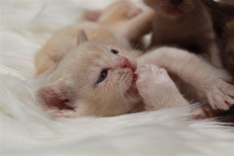 Ramaal Burmese Burmese Cat Breeder Sydney Nsw