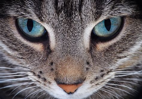 Download Stare Animal Cat 4k Ultra Hd Wallpaper