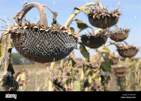 Sunflower Harvesting Is Nearing Completion In Azov District Rostov