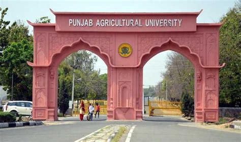 Punjab Agricultural University Counselling From August 23 The Tribune