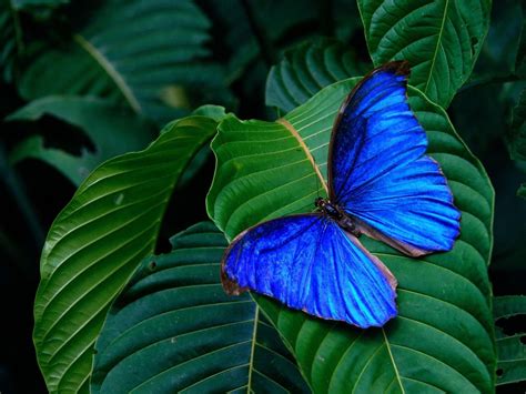 Butterfly Blue | Blue morpho butterfly, Beautiful butterfly pictures, Blue butterfly wallpaper