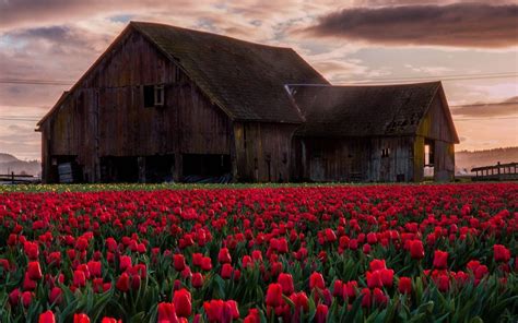 Spring Barn Wallpapers Top Free Spring Barn Backgrounds Wallpaperaccess