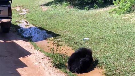 Bear Playing With Mud Water Sri Lankan Sloth Bear Yala National Park