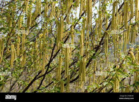 A Close Up Shot Of A Hazelnut Flowering Tree Showcasing Its Soft Pink