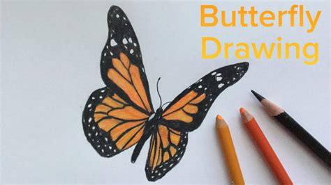 Creation step by step pencil drawing. Drawing a Monarch Butterfly - YouTube