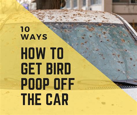 How To Get Bird Poop Off The Car 10 Easy Steps Birds News