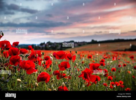 Close Up Common Red Poppy Flowers Papaver Rhoeas In Uk Poppy Field At